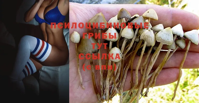 Псилоцибиновые грибы Magic Shrooms  Энгельс 